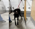 CHASE - Male Labrador Retriever Dog for Adoption - Small photo