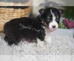 Small #15 Pembroke Welsh Corgi