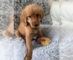 Small #8 Golden Retriever-Poodle (Toy) Mix