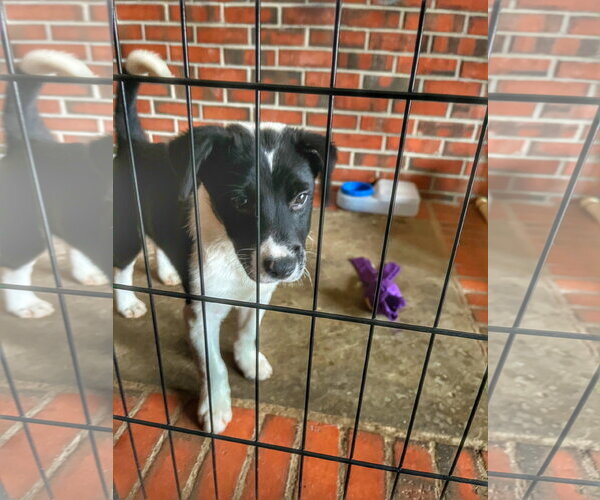 Medium Photo #5 Mutt Puppy For Sale in Garden City, NY, USA