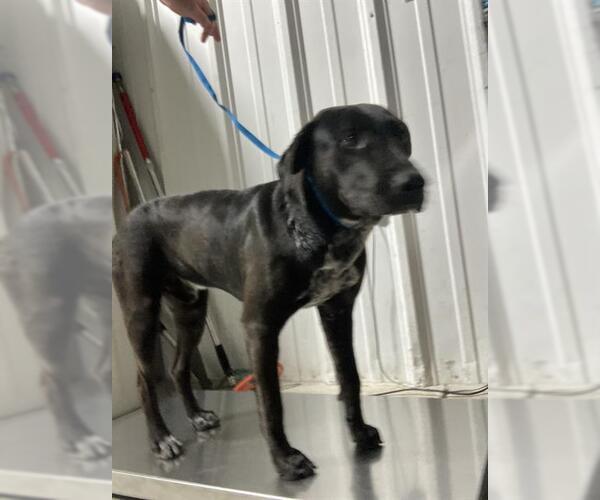 Medium Photo #1 American Pit Bull Terrier Puppy For Sale in Bakersfield, CA, USA