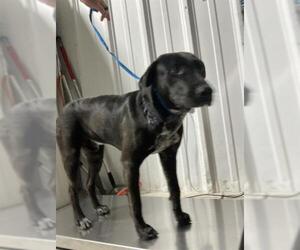 American Pit Bull Terrier Dogs for adoption in Bakersfield, CA, USA