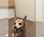 Small #2 Chihuahua Mix
