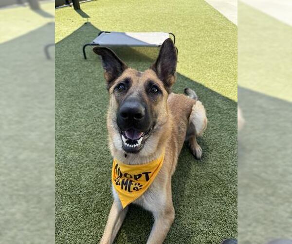 Medium Photo #3 German Shepherd Dog Puppy For Sale in San Martin, CA, USA