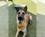 Small #2 German Shepherd Dog