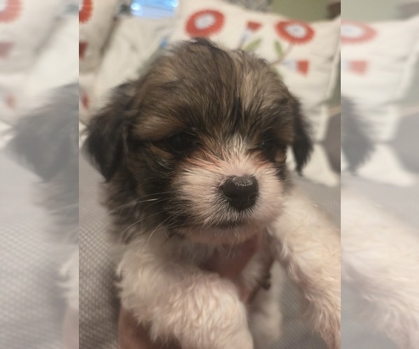 Medium Photo #9 Maltipom Puppy For Sale in HUDSON, MA, USA