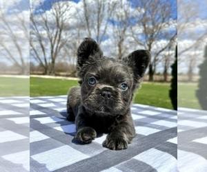 Medium French Bulldog