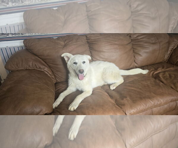 Medium Photo #7 Mutt Puppy For Sale in NYC, NY, USA