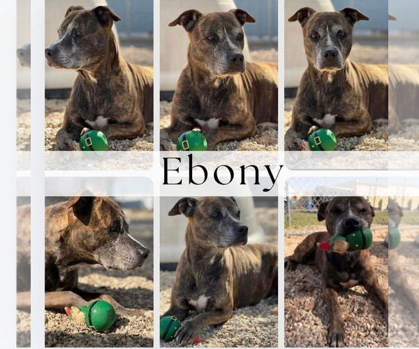 Medium Photo #1 Mutt Puppy For Sale in Oakhurst, NJ, USA