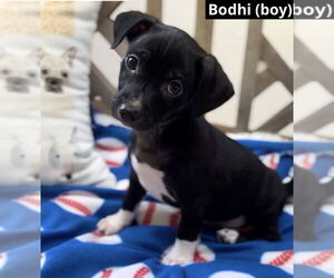 Mutt Dogs for adoption in Oak Bluffs, MA, USA