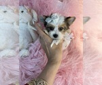 Small #17 Morkie