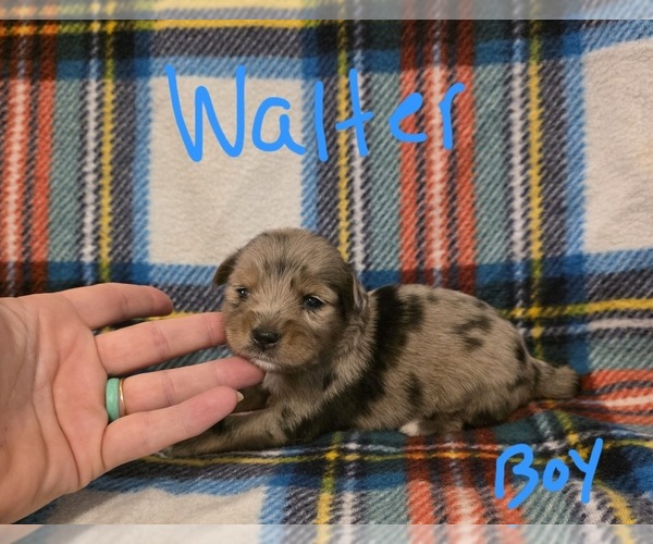 Medium Photo #23 Chizer Puppy For Sale in MONTEZUMA, GA, USA