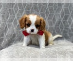 Small Photo #1 Cavalier King Charles Spaniel Puppy For Sale in LAKELAND, FL, USA