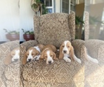 Small Photo #1 Basset Hound Puppy For Sale in ORLAND, CA, USA