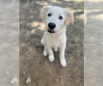 Small #3 Great Pyrenees