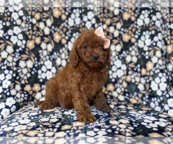 Medium Photo #4 Cavapoo (Miniature) Puppy For Sale in LAKELAND, FL, USA