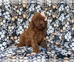 Small #3 Cavapoo (Miniature)