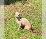 Small #1 Chihuahua