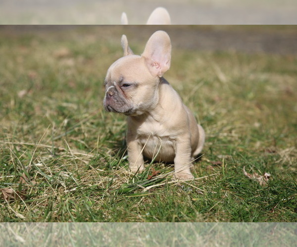 Medium Photo #8 French Bulldog Puppy For Sale in MEDINA, OH, USA