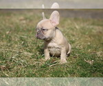 Small Photo #8 French Bulldog Puppy For Sale in MEDINA, OH, USA