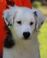 Australian Shepherd Puppy for sale in HAMMOND, LA, USA
