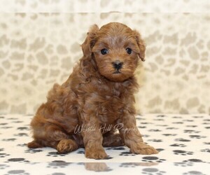 Cavapoo Puppy for sale in DENVER, PA, USA