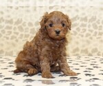 Image preview for Ad Listing. Nickname: Macy