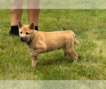 Small Photo #39 Shiba Inu Puppy For Sale in MILLERSBURG, IN, USA