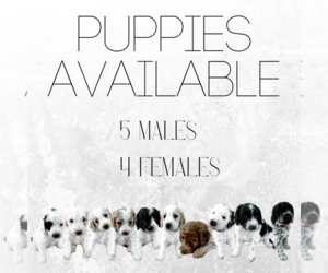 Aussiedoodle Puppy for sale in TREMPEALEAU, WI, USA