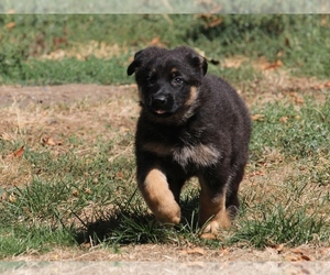 German Shepherd Dog Puppy for sale in OAK GROVE, OR, USA
