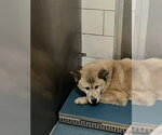 Small Chow Chow