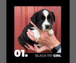 Small Miniature Australian Shepherd