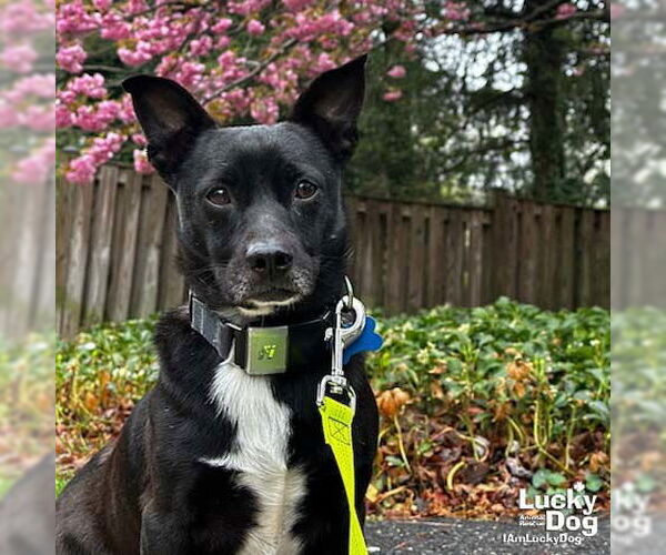 Medium Photo #18 Chihuahua Puppy For Sale in Washington, DC, USA