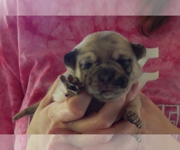 Medium Photo #32 French Bullhuahua Puppy For Sale in SPRAGGS, PA, USA