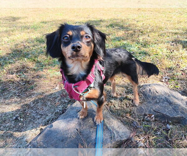 Medium Photo #1 Mutt Puppy For Sale in Candler, NC, USA
