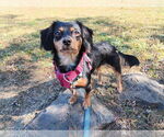 Winnie - Female Mutt Dog for Adoption - Small photo