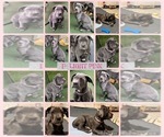 Puppy Light pink Cane Corso-Great Dane Mix