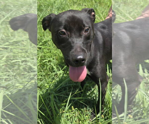 Medium Photo #2 Mutt Puppy For Sale in Jackson, MS, USA