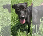 Small Photo #2 Mutt Puppy For Sale in Jackson, MS, USA