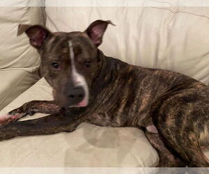 Alvin - Male Mutt Dog for Adoption - Photo #5