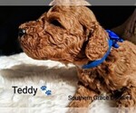 Small Photo #72 Goldendoodle (Miniature) Puppy For Sale in GASTONIA, NC, USA