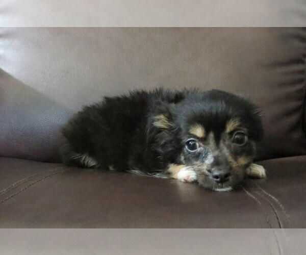 Medium Photo #20 Chihuahua Puppy For Sale in HAYES, VA, USA