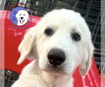 Small Great Pyrenees