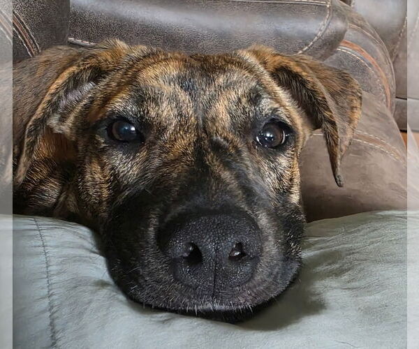 Medium Photo #6 Labrador Retriever-Unknown Mix Puppy For Sale in McDonough, GA, USA