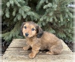 Small Photo #2 Dachshund Puppy For Sale in MIDDLEBURY, IN, USA