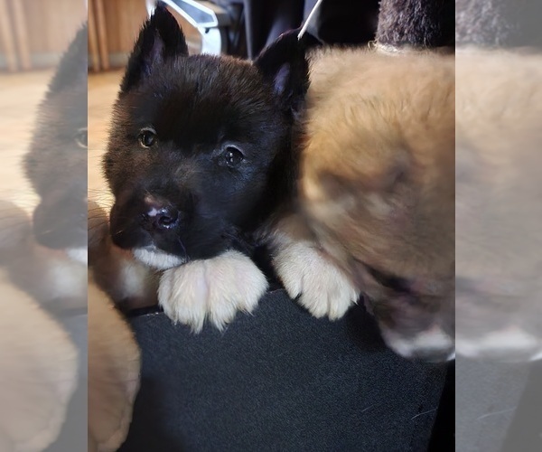 Medium Photo #13 Akita Puppy For Sale in COLUMBUS, OH, USA