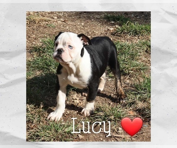 Medium Photo #2 Olde English Bulldogge Puppy For Sale in PINE VILLAGE, IN, USA