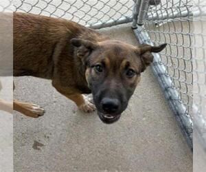 Holland Shepherd Dogs for adoption in Bakersfield, CA, USA