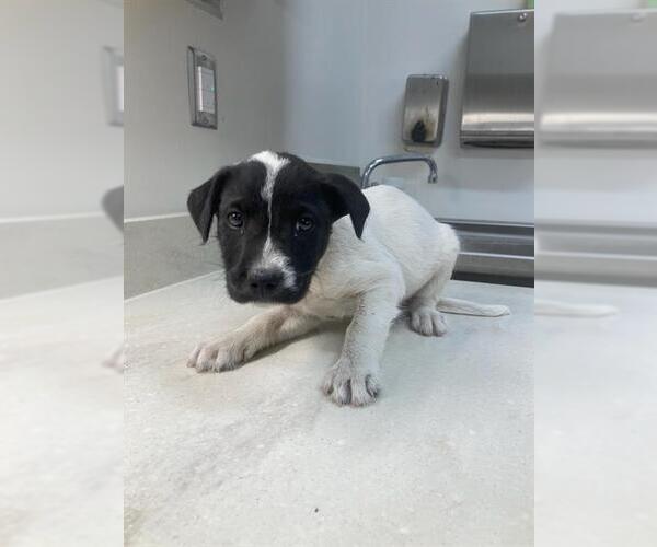 Medium Photo #1 Labrador Retriever-Unknown Mix Puppy For Sale in Baytown, TX, USA