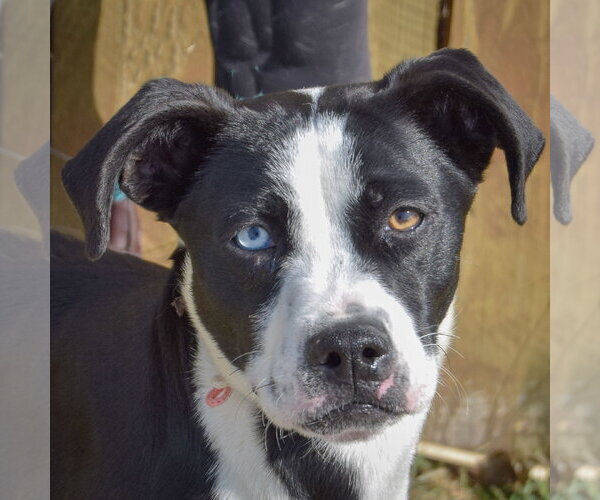 Medium Photo #2 Border Collie-Unknown Mix Puppy For Sale in Huntley, IL, USA